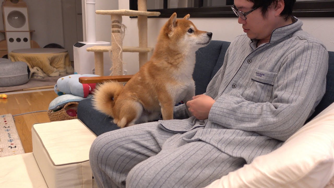 パパが高熱に…優しすぎる柴犬の寄り添い方と本音