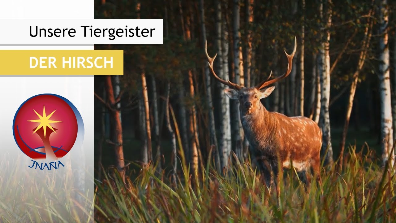 Unsere Tiergeister: Der Hirsch - Verbindung der Seele zur Göttlichkeit