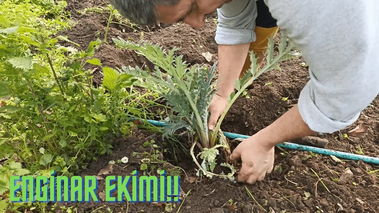 ENGİNAR EKİMİ!!
