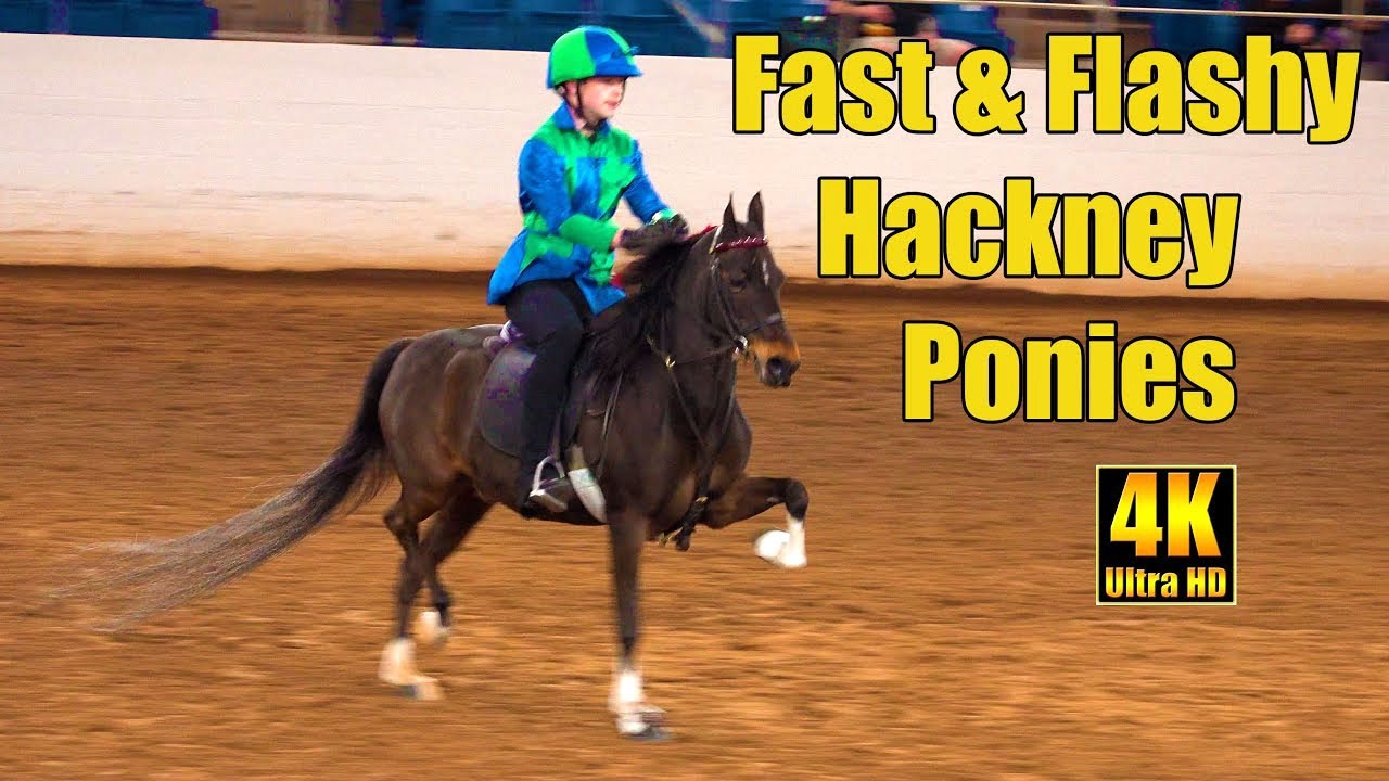 Hackney Roadster Ponies Under Saddle at Carousel Horse Show