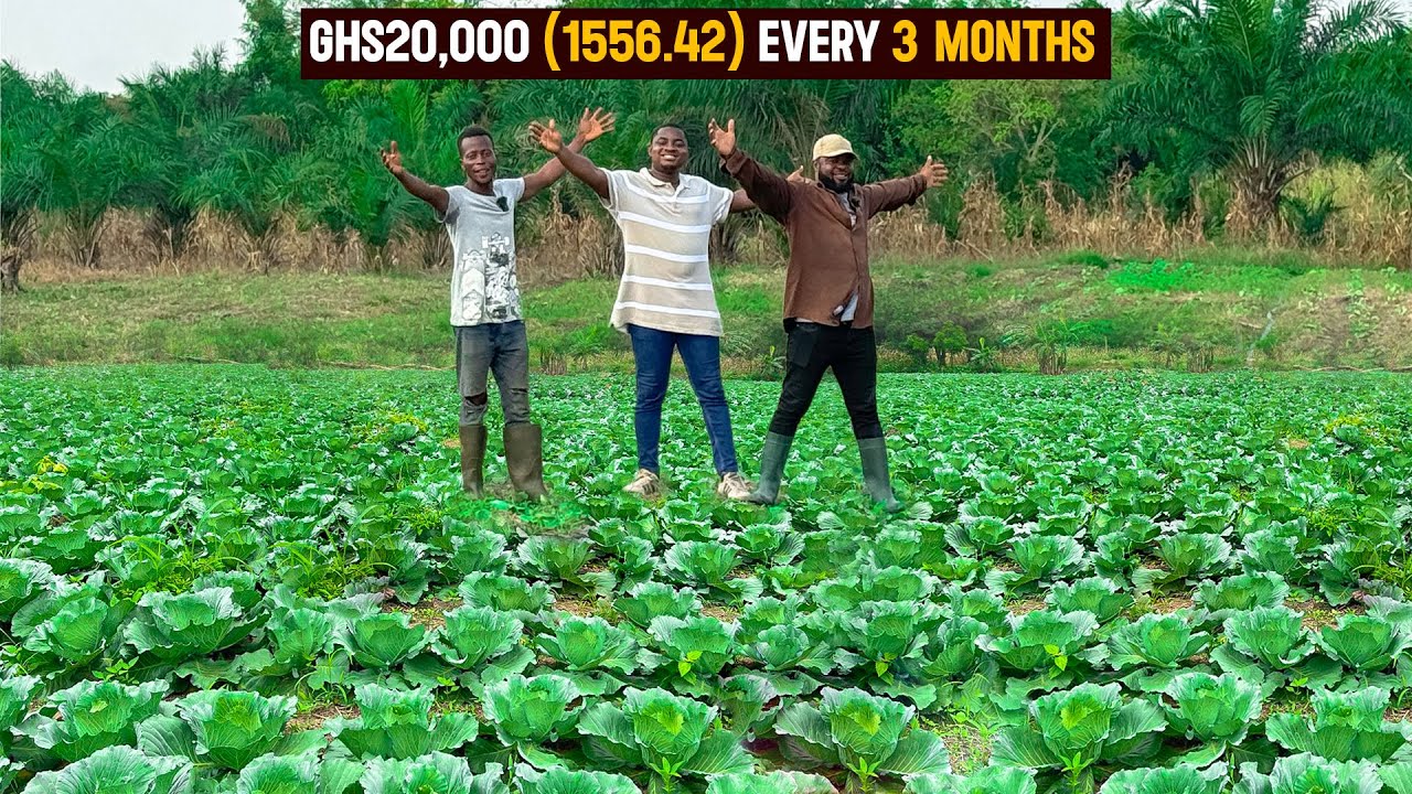 Cabbage Farming Explained | How To Start a Successful Cabbage Farm as a Beginner in 2024 - DETAILED!
