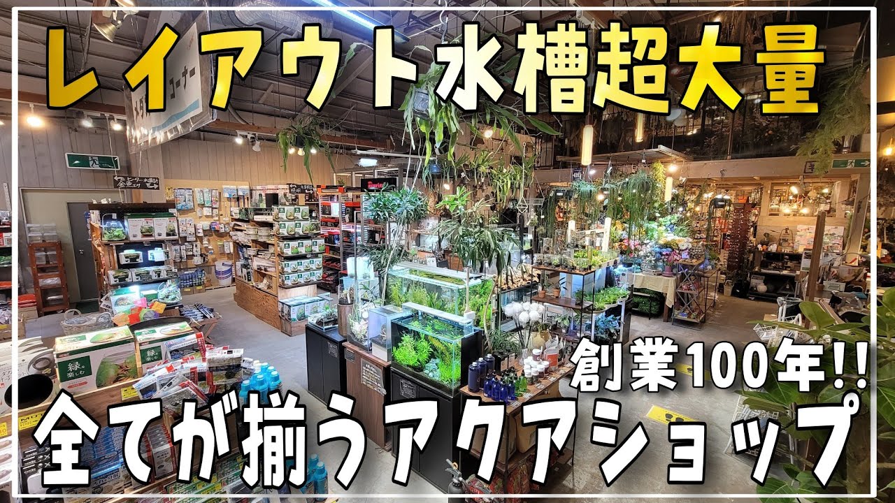 レイアウト水槽が超大量‼圧倒的在庫量で全てが揃う奇跡のアクアショップ吉田鑑賞魚さん‼　aquarium　アクアリウム　テラリウム　熱帯植物　金魚　熱帯魚　水草　流木　メダカ