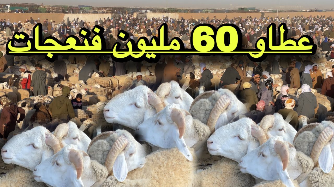 نعجات 60مليون يصنعون الحدث بسوق و خرفان الجلفة عطاوه فيهم 7ملاين و البيع مازال شاهد 