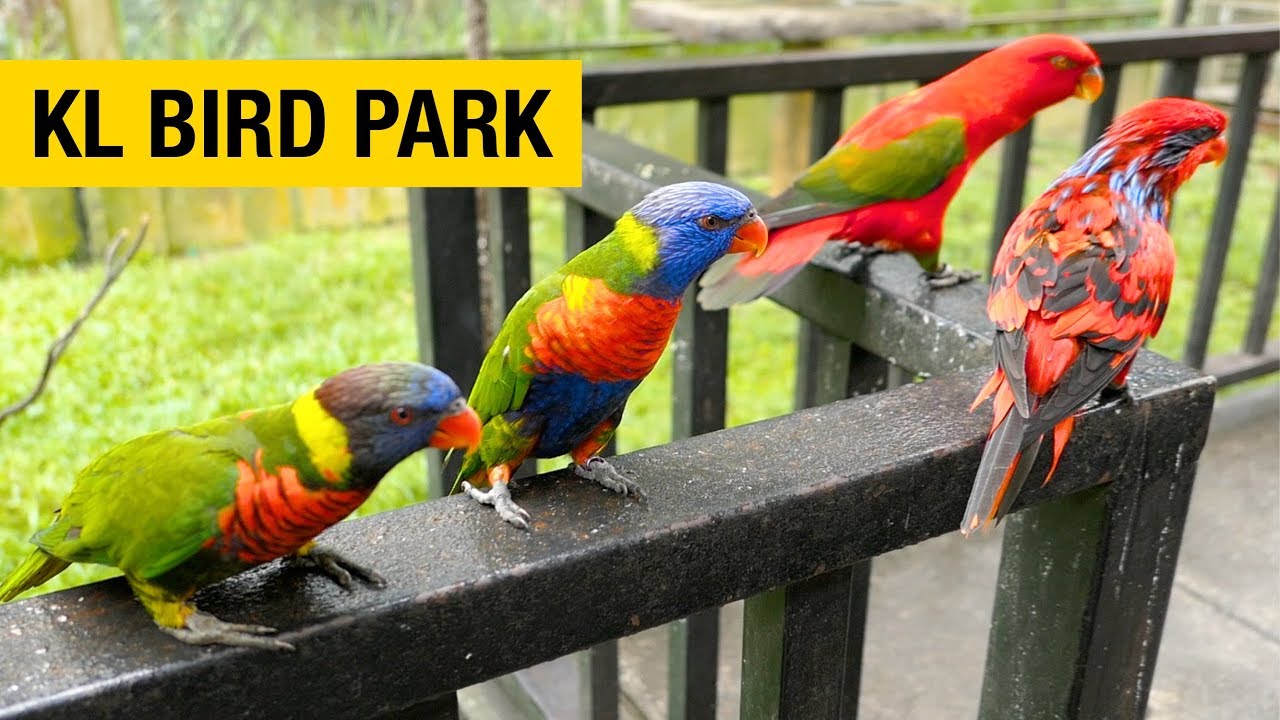 Explore Over 3,000 Exotic Birds at Kuala Lumpur Bird Park