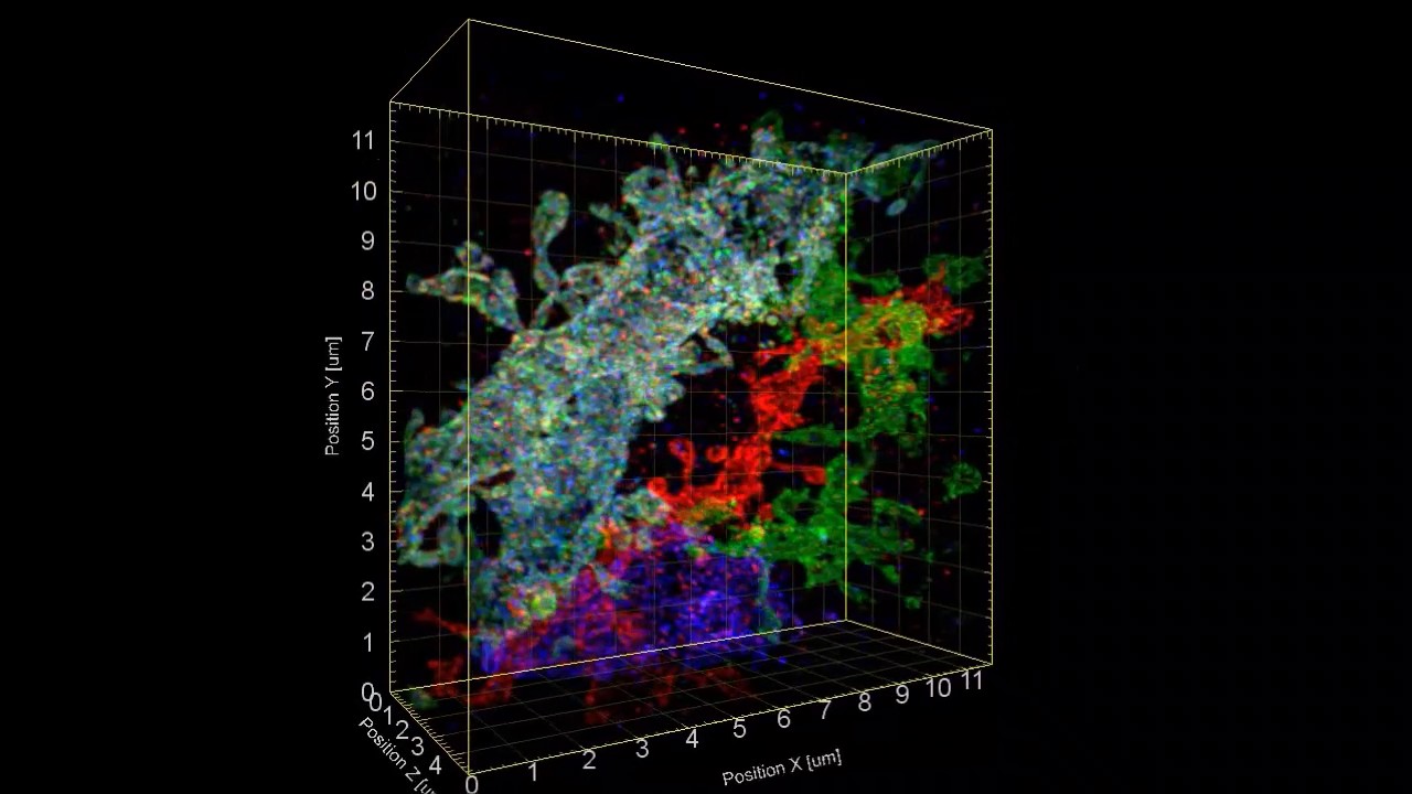 Another 3-D visualization of Brainbow mouse hippocampus showing a branching dendrite