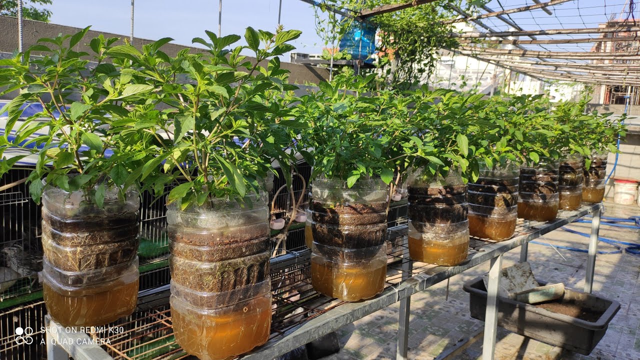 RAU QUẾ BÌNH 5 lít nước dinh dưỡng còn giữ phần dưới đáy bình rau luôn xanh tốt | Khoa Hien 370