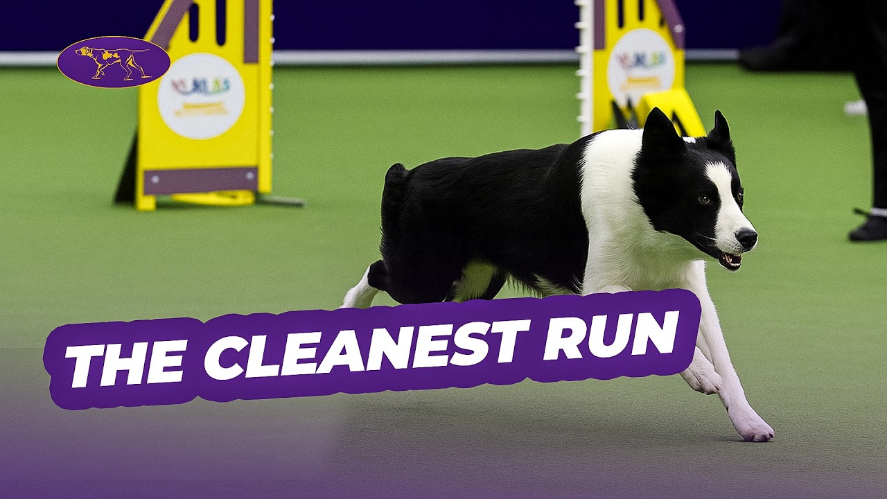 Watch Fame the Border Collie Fly to Victory | Westminster Agility 2018