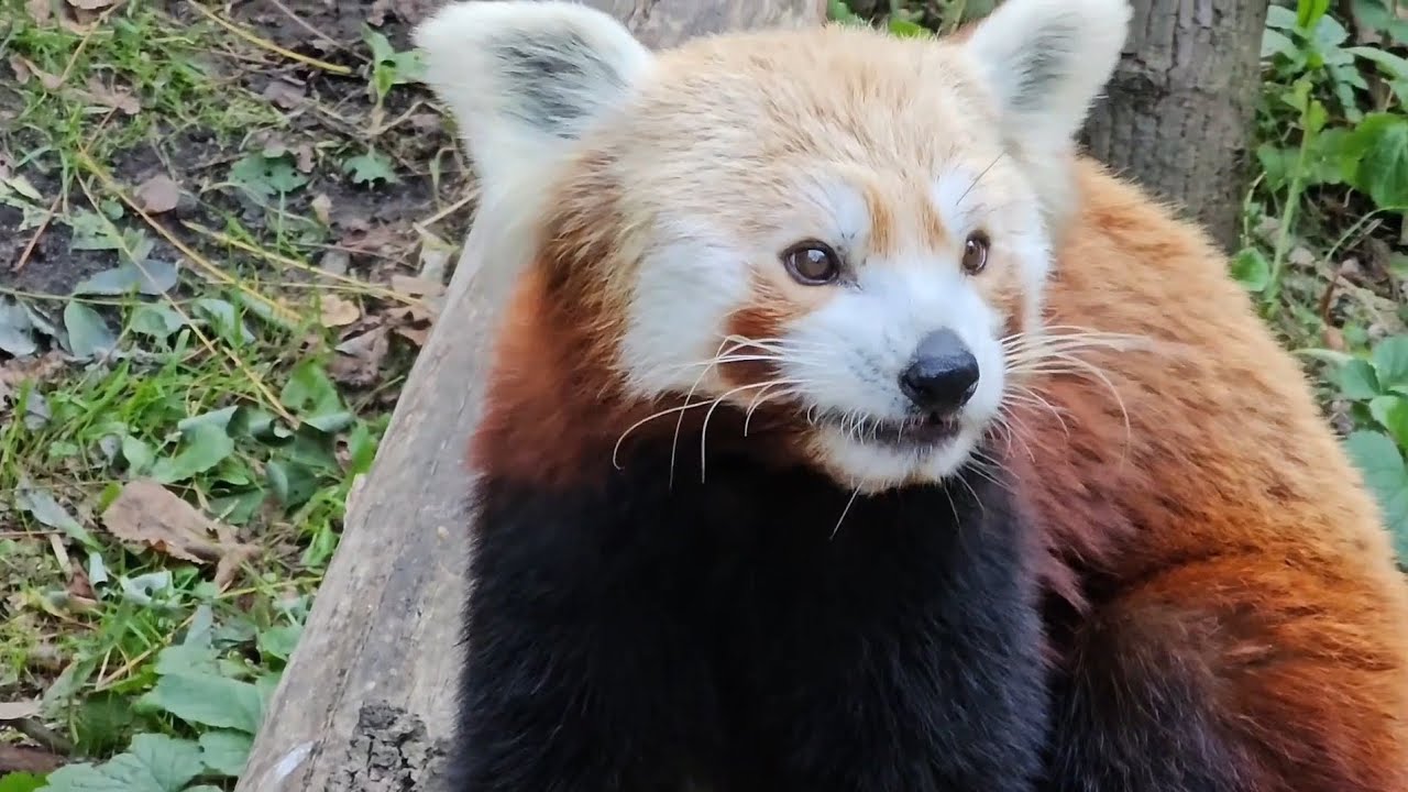 Cuda Natury😇Prawie Kung Fu Panda😀🤩🦊🦝🤔😉💪