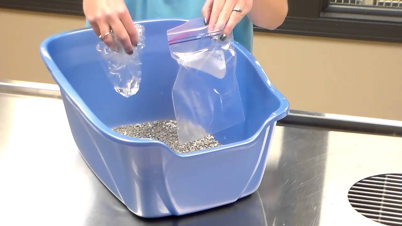 How to collect urine from your cat