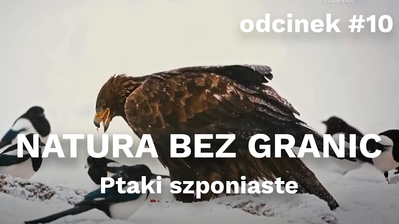 Natura bez granic. Ptaki szponiaste [odcinek #10]