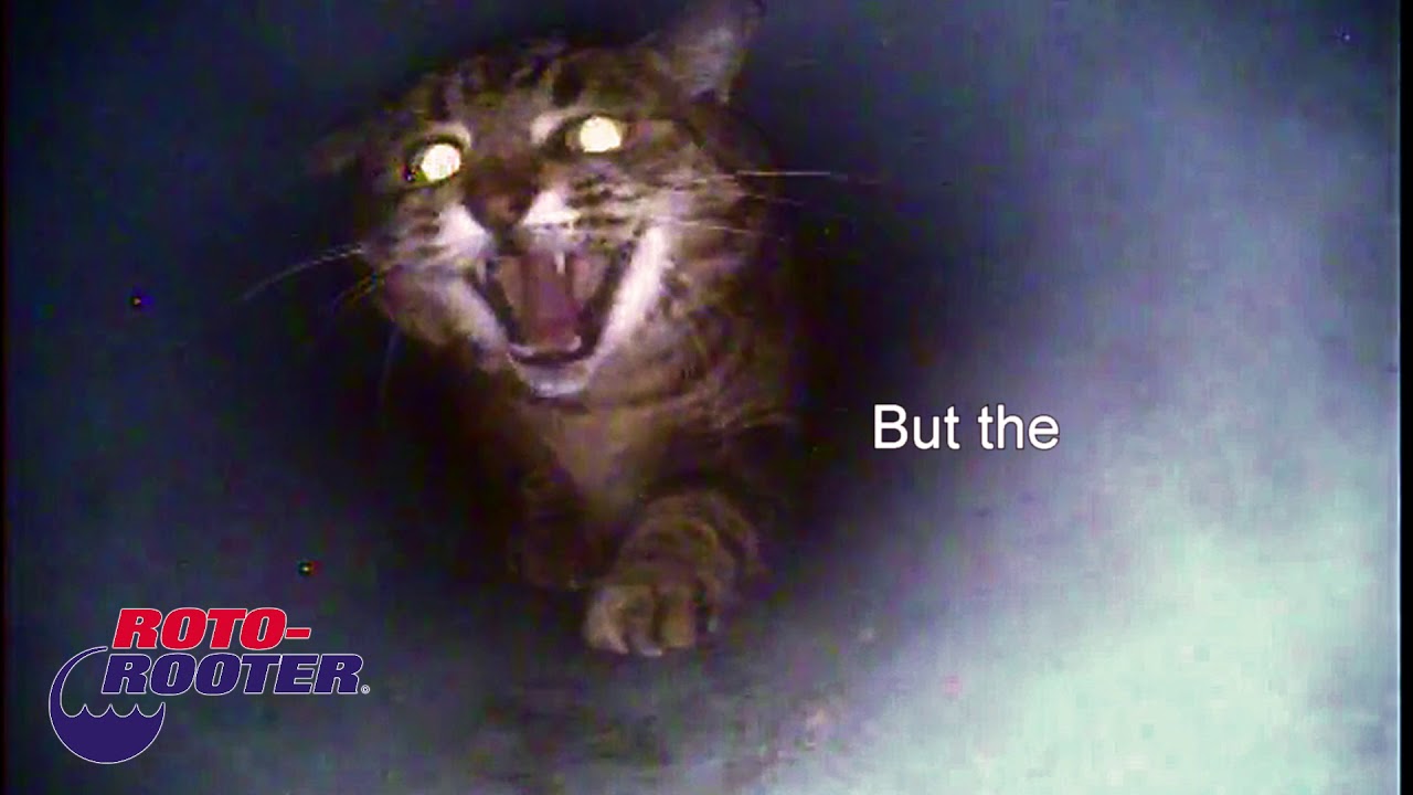 Cat Found in Underground Pipe by Roto-Rooter