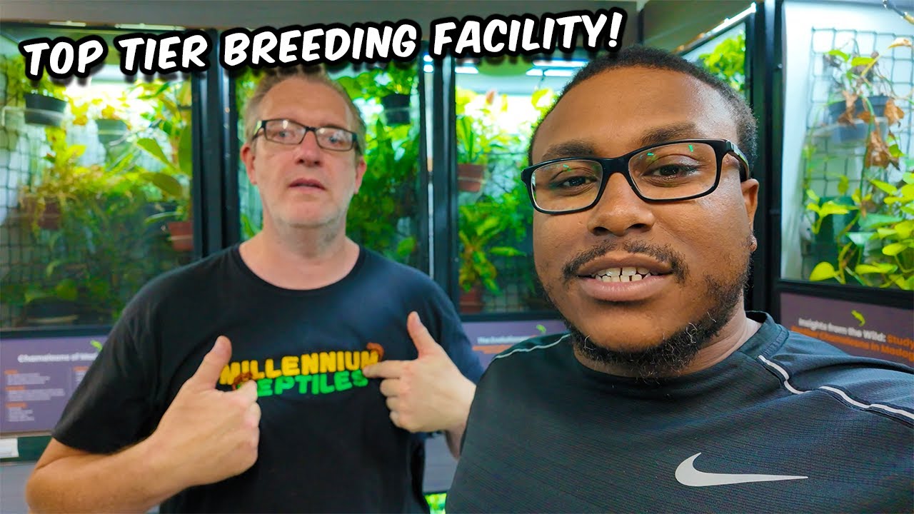 Visiting the UK's Best Reptile Breeding Facility!