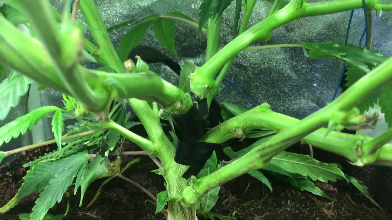 Cree CXB3590 Home Grow Week 2 Flower