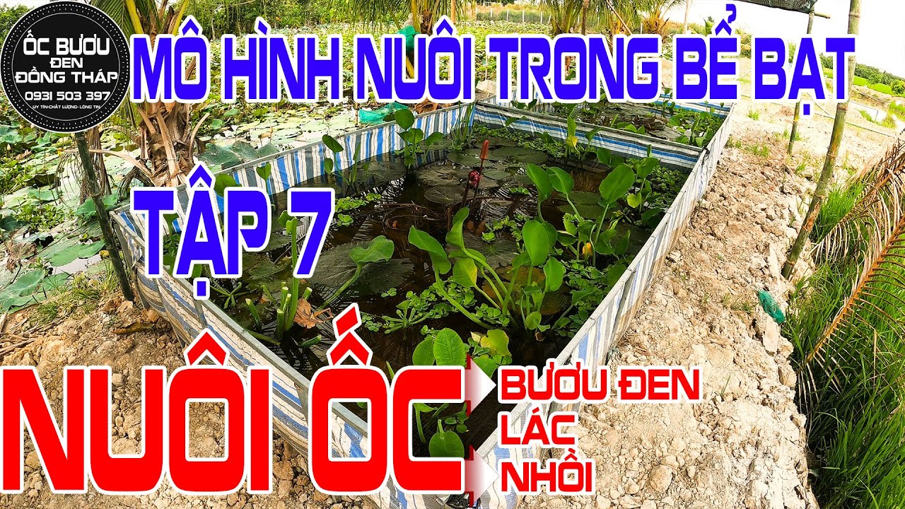 ✅ Xử lý bệnh trong quá trình nuôi Ốc ✅ Mô Hình Nuôi Ốc Trong Bể Lót Bạt ✅ Tập7  ✅ Nuôi ốc bưu đen