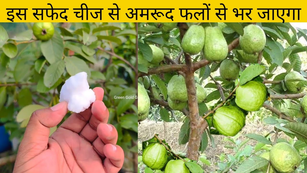 इस सफेद चीज से अमरूद फलों से भर जाएगा Fertilizer for Guava Plant | Green Gold Garden