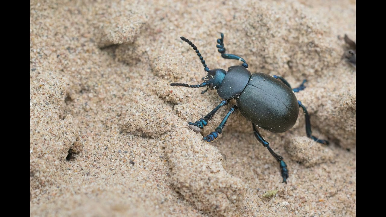 Die GDT-RG6 im Mainzer Sand 2023