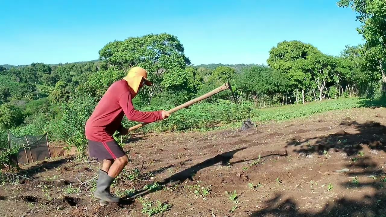 COMECEI PLANTAR MINHA ROÇA 