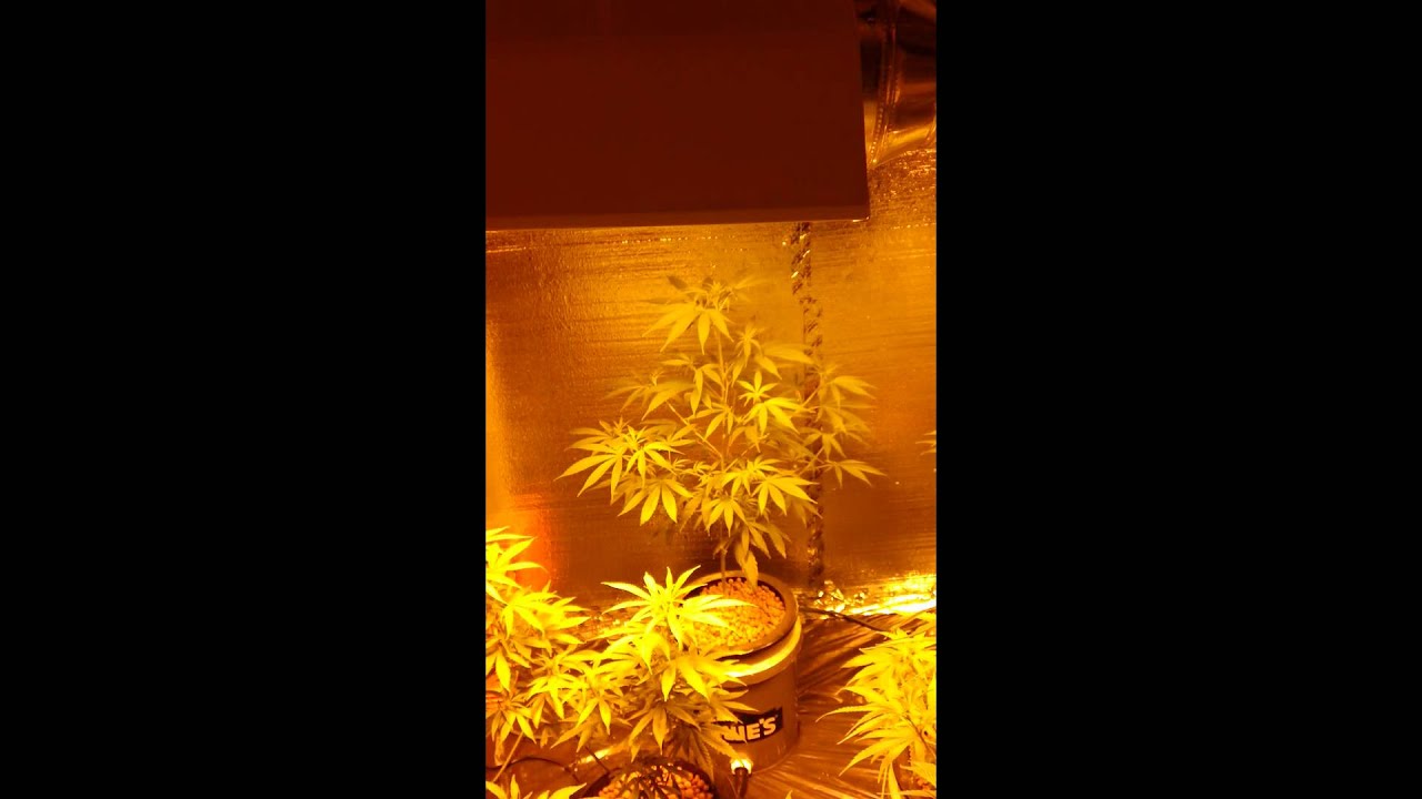2000 watt hydro organic grow Super Lemon Haze