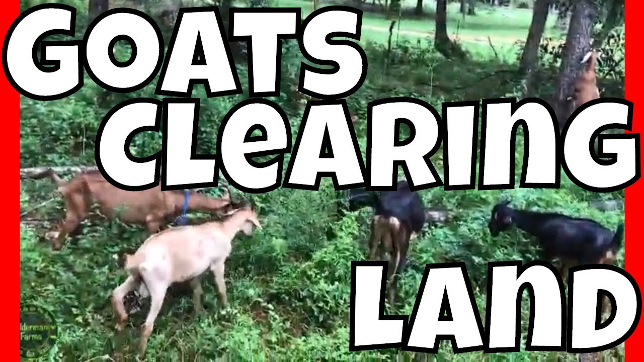 Clearing land with GOATS at AldermanFarms