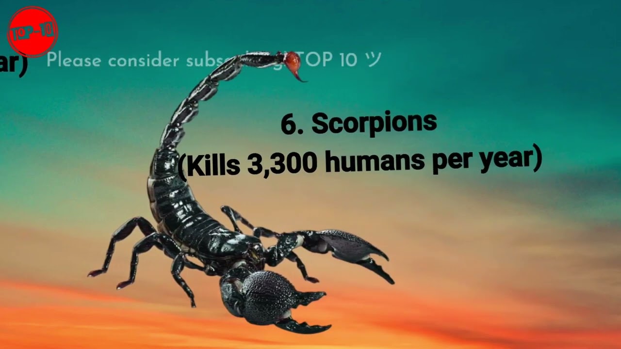 TOP 10 | World’s most dangerous animals. ТОП 10 |  Самые опасные животные в мире. scorpions# lion#