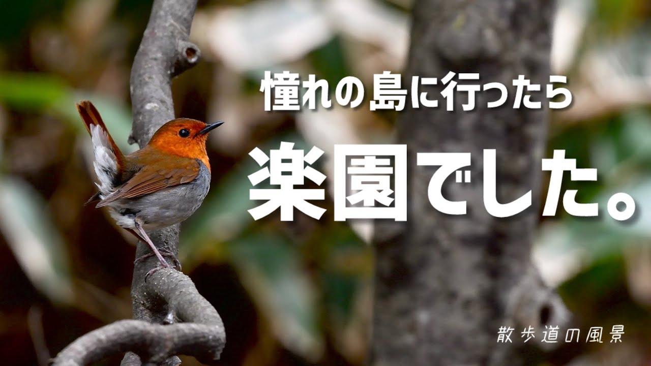 《ゆるい自然観察Vlog153》北海道の島で野鳥観察/前編