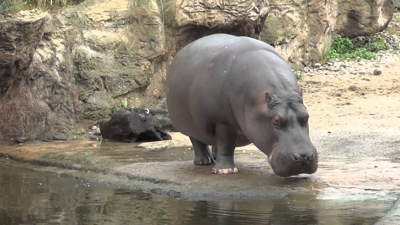 Flusspferde in der Zoom Erlebniswelt 