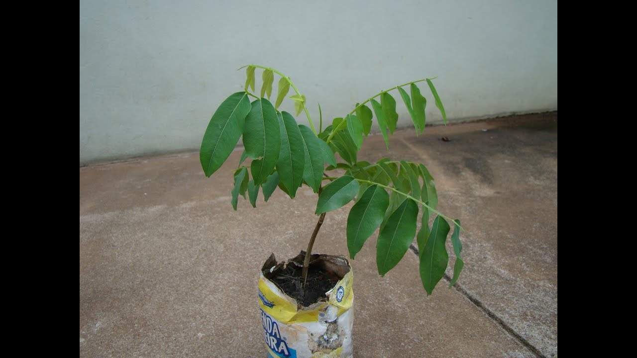 Baru mudas, como você vai estar germinando suas sementes de forma fácill.