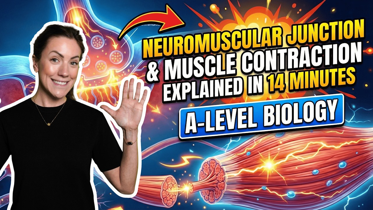 Neuromuscular junction and muscle contraction in 14 minutes | A-level Biology