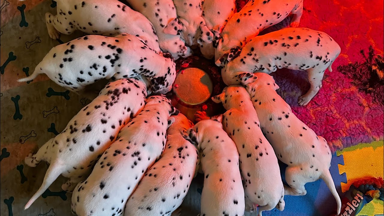 Fun with the Dalmatian puppies and the pack