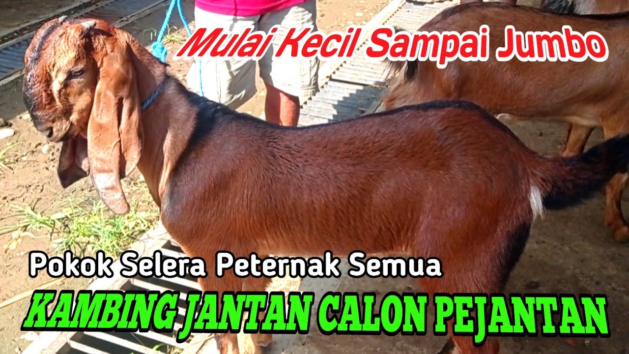 🔴REVIEW LENGKAP: KAMBING BAKALAN SAMPAI JUMBO BERKUALITAS DI PASAR
