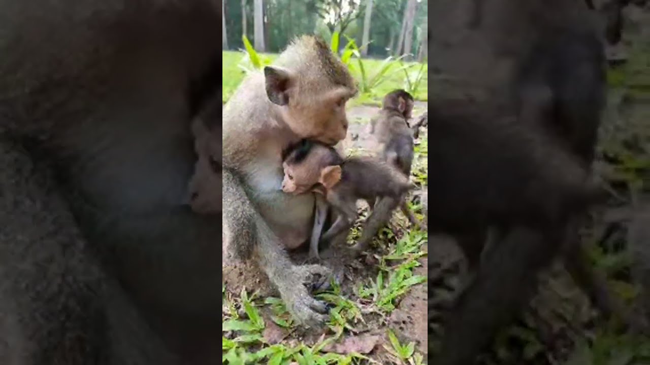 adorable baby monkey so cutie #shorts