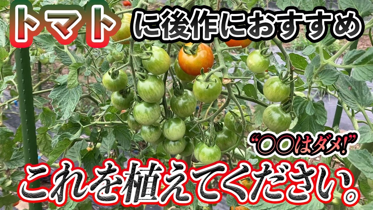 【トマト】の後作に良い野菜・悪い野菜。