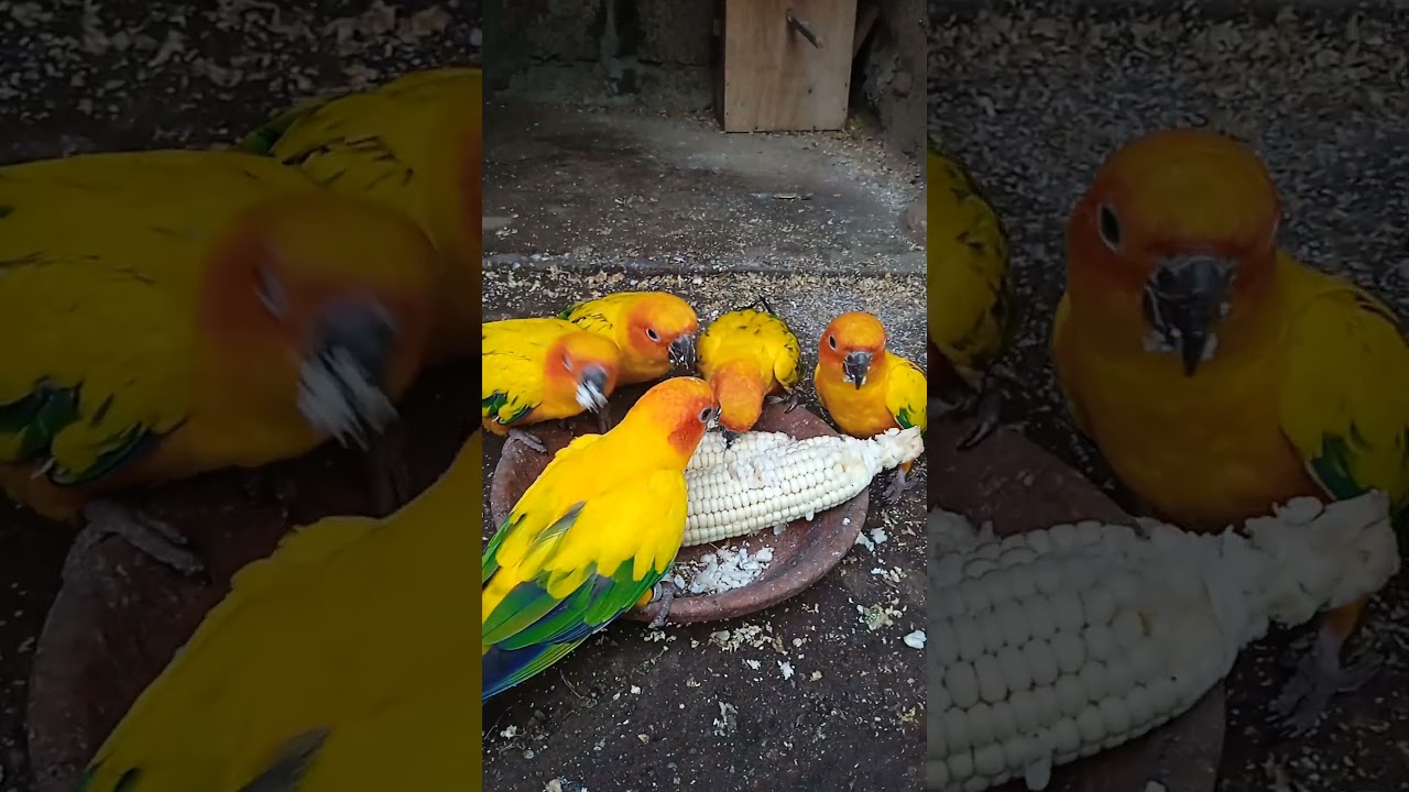 Sun conure parrot bird breeding food started sun conure pair readay to breeding seascon 2024/2025
