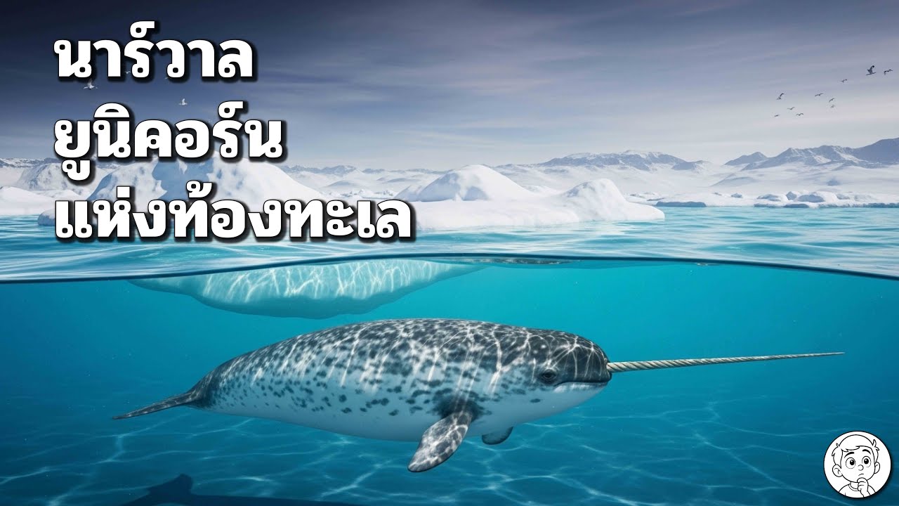 นาร์วาล ยูนิคอร์นแห่งท้องทะเล 🐋