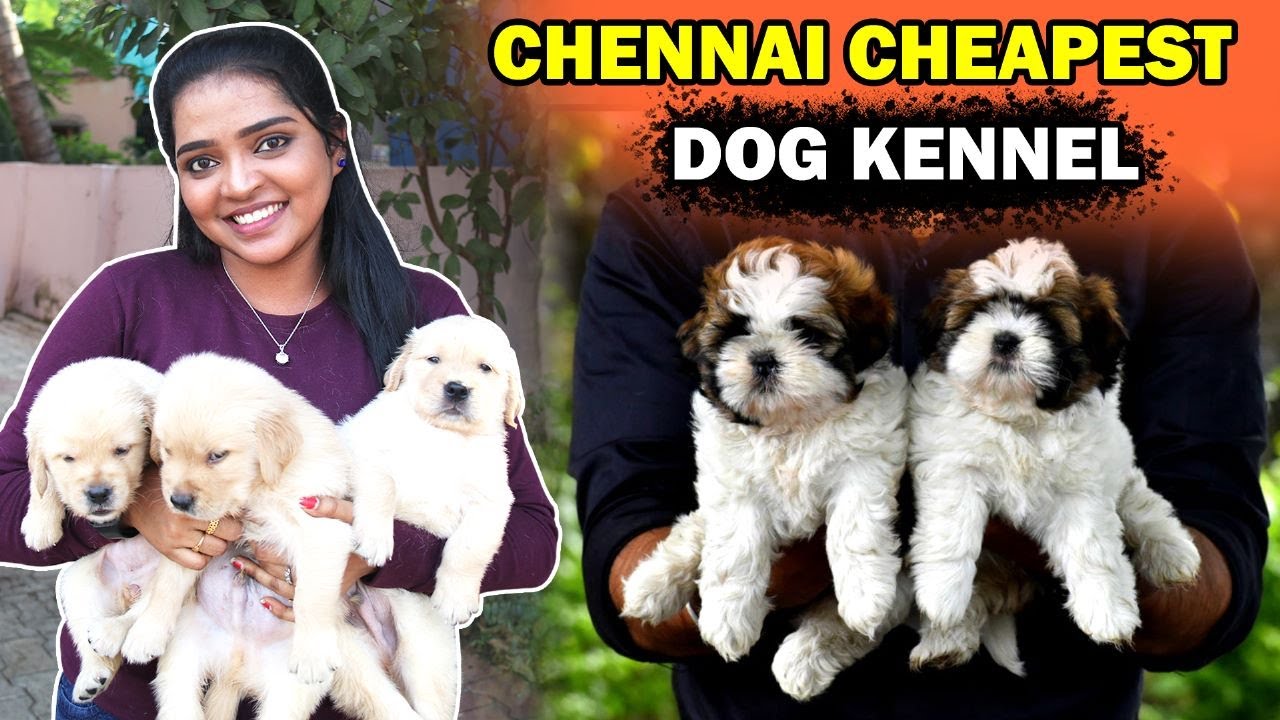 Chennai Cheapest Dog Kennel