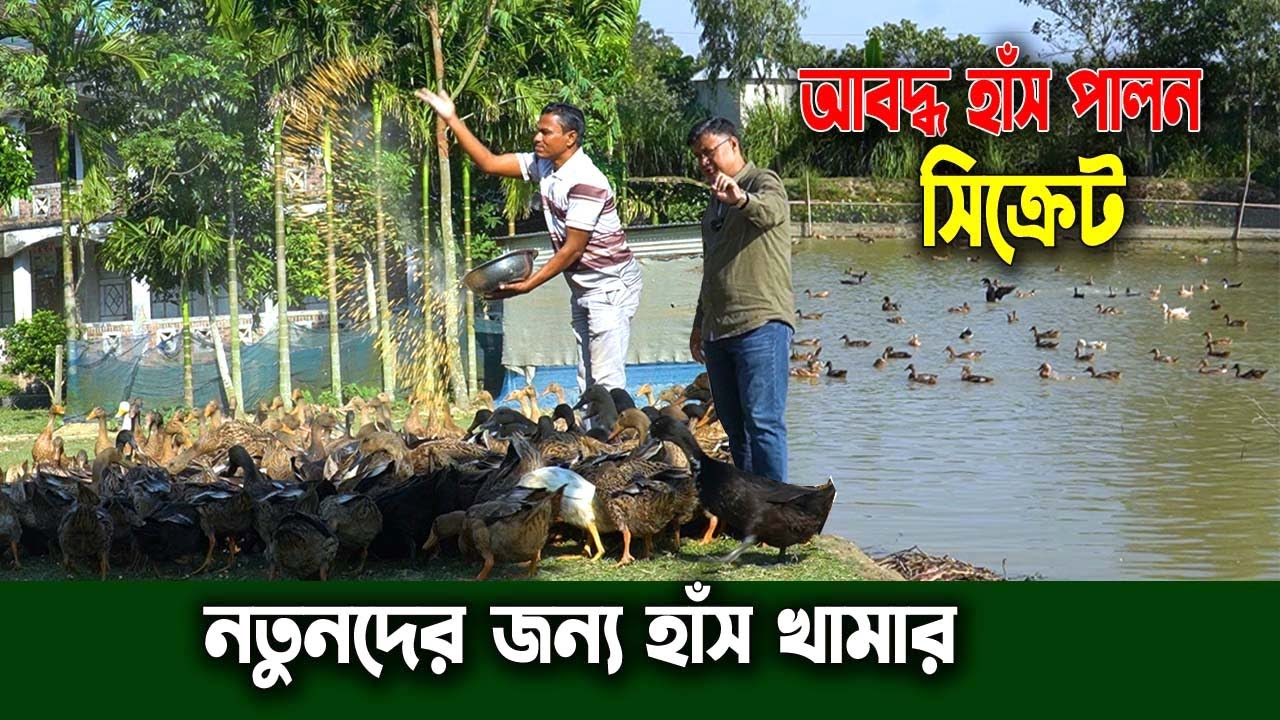 নতুন হাঁস দিয়ে খামার শুরু করবেন যেভাবে | আবদ্ধ অবস্থায় ১,০০০ হাঁস পালনে লাভ কত?