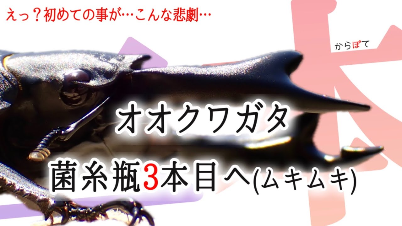 【オオクワガタ】菌糸ビン2本目終わりの体重は？そして悲劇が...
