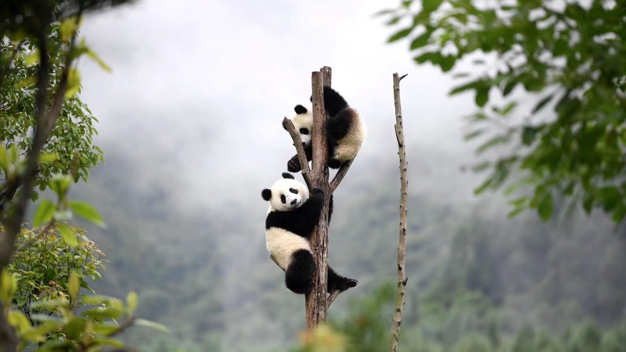 Take an online tour of the “Panda Kingdom” in Sichuan “熊猫王国”卧龙自然保护区