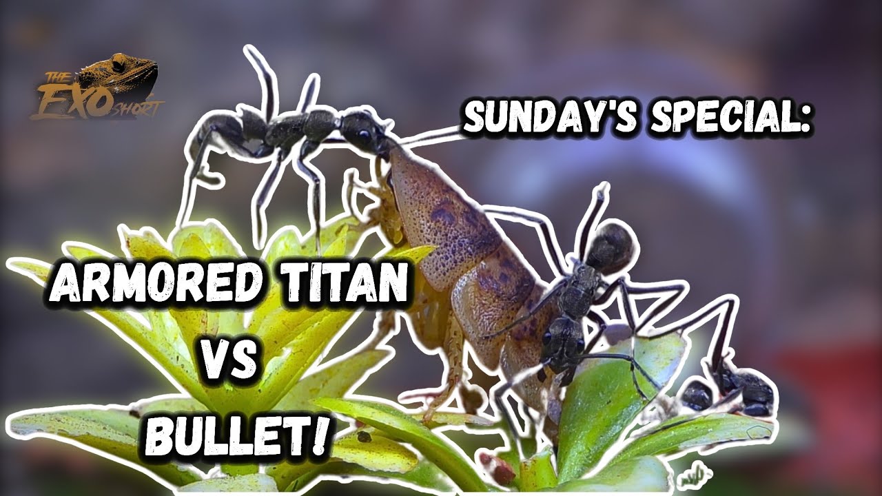 Sunday's Special: Armored titan vs Bullets! 🔥