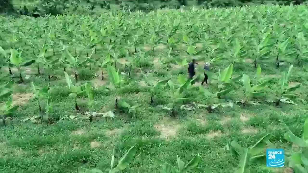 Martinique, Guadeloupe suffer effects of toxic chemical