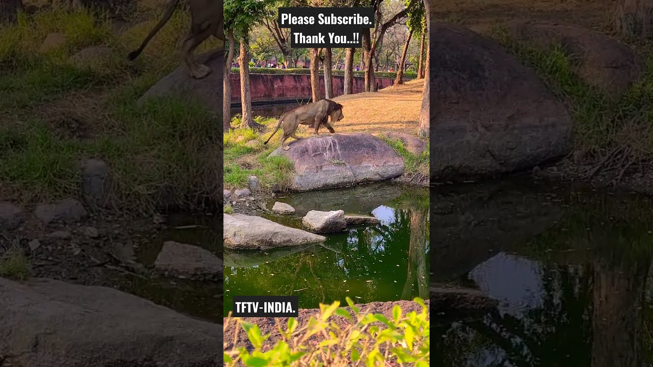 The Lion King | Nehru Zoological Park | Hyderabad Zoo | TFTV-India.