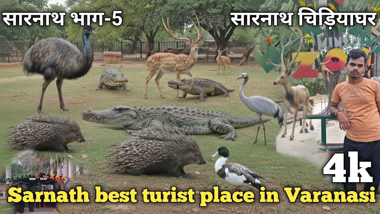 Sarnath Zoo & Deer Park Tour 🦌 | सारनाथ चिड़ियाघर में क्या-क्या है? | Sarnath Tourist Guide Part 5