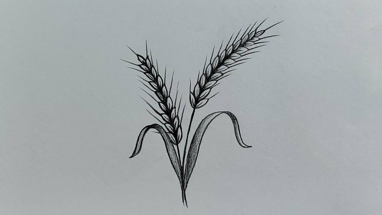 How to draw wheat 🌾 plant || Easy wheat plant drawing with pencil