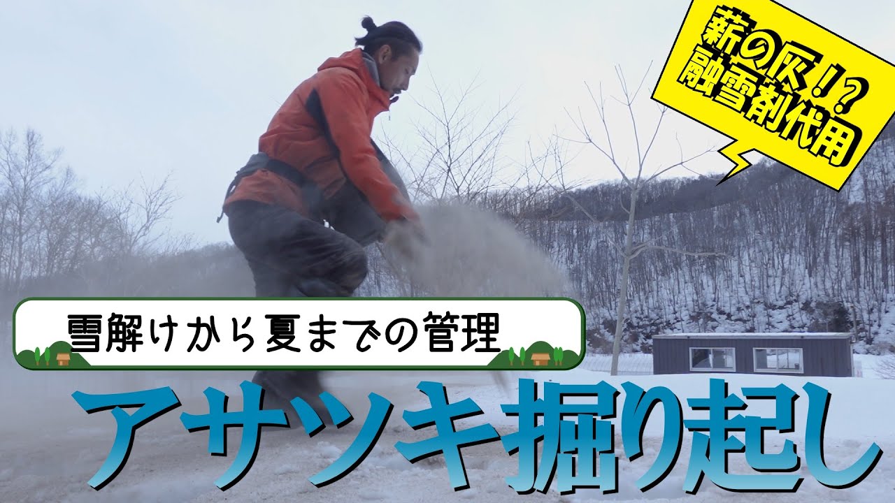 アサツキ　春の融雪剤まきから夏の掘り起しまで