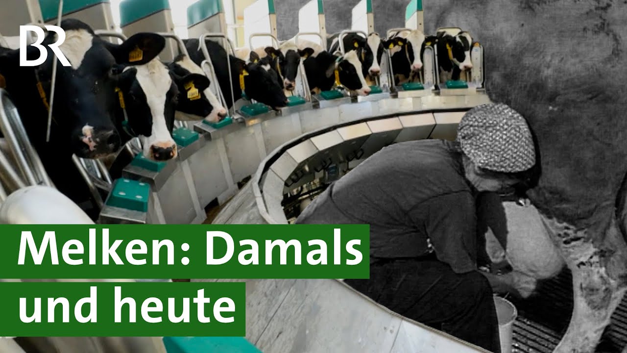 Vom Handmelken zu High-Tech: Der technische Fortschritt im Kuhstall | Unser Land | BR