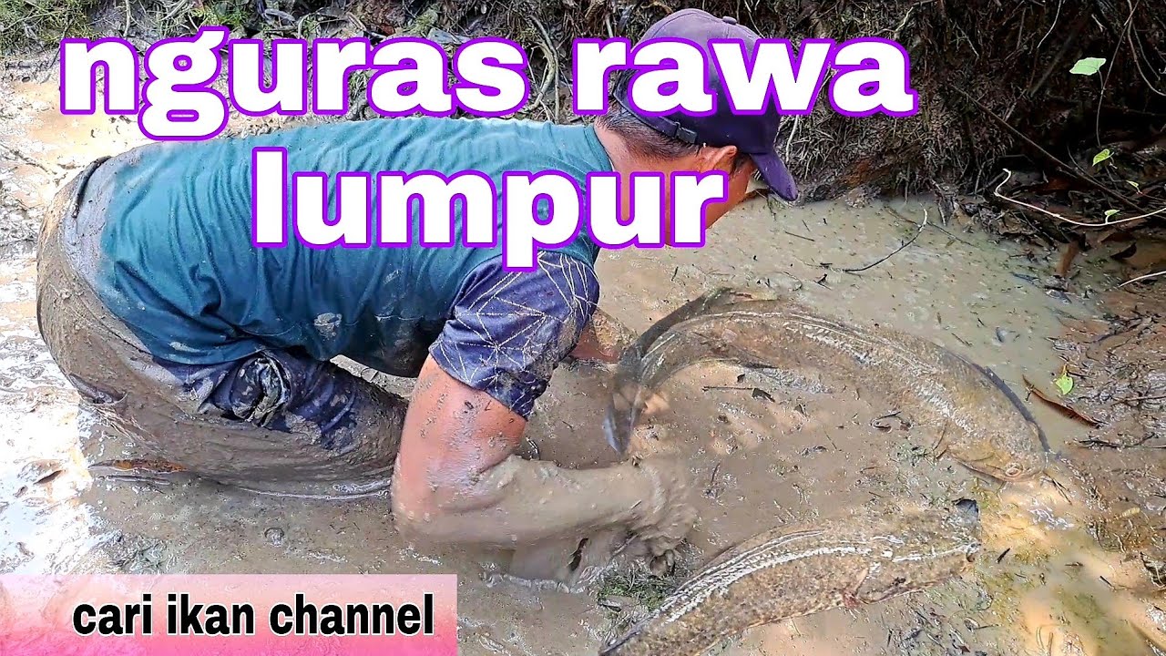 MENGURAS SERTA MENANGKAP IKAN DI RAWA LEBIH SUSAH DI BANDING IKAN SUNGAI