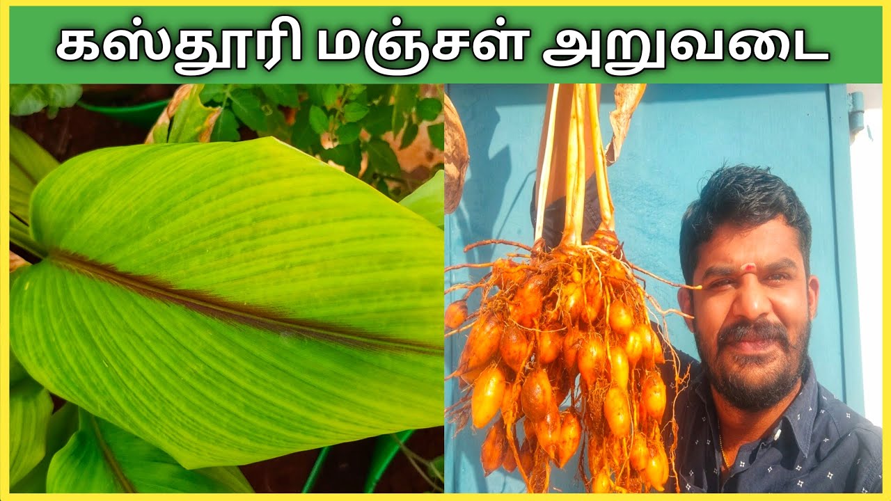 கஸ்தூரி மஞ்சள் வளர்ப்பு அறுவடை மற்றும் பயன்கள்.  Kasthuri Manjal Valarpu matrum Aruvadai