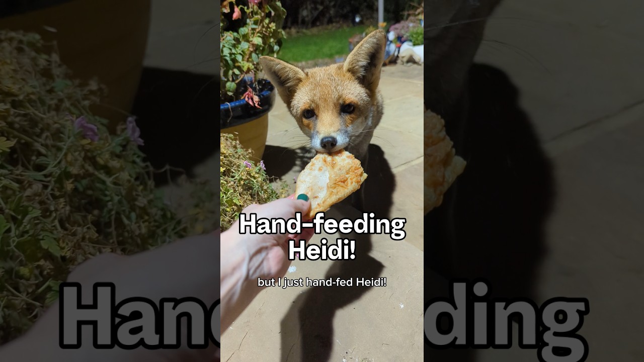 Впервые кормлю с рук нашу очаровательную новую девочку Хайди! #лисы #животные #дикая природа #мило