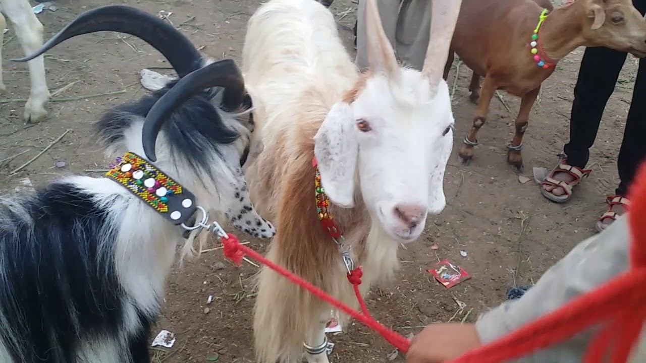 Afghani Breed Fancy International Breed Goats for SALE at Lalukhet Bakra Mandi Cattle Market Karachi