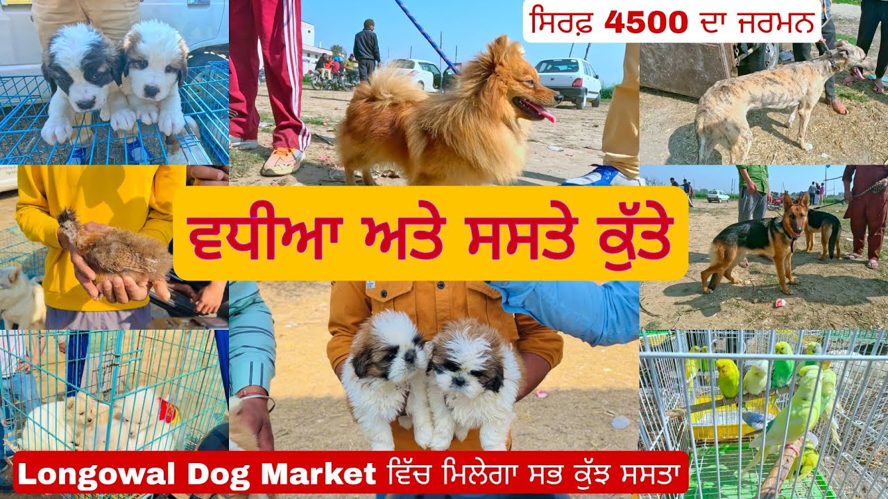 ਲੌਂਗੋਵਾਲ ਵਿੱਚ ਮਿਲਦੇ ਨੇ ਕਤੂਰੇ ਸਸਤੇ । Longowal Dog Market । dog । dog puppy #dog #doglover
